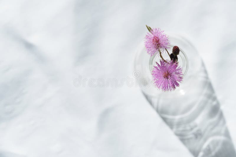 Wilde Rundenrosablume im Glasvase oder in der Flasche auf weißem Gewebe im natürlichen Sonnenlichthintergrund stockfotografie