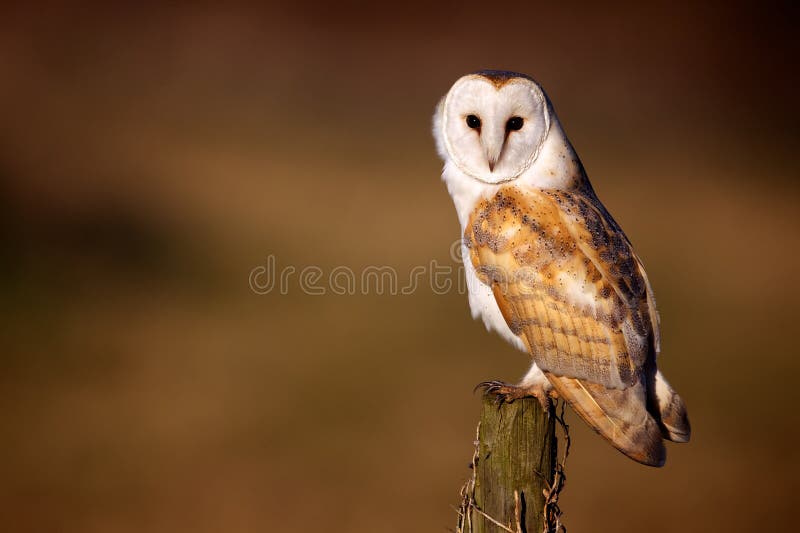 Wilde Schleiereule lizenzfreie stockbilder Wilde Schleiereule lizenzfreie stockbilder
