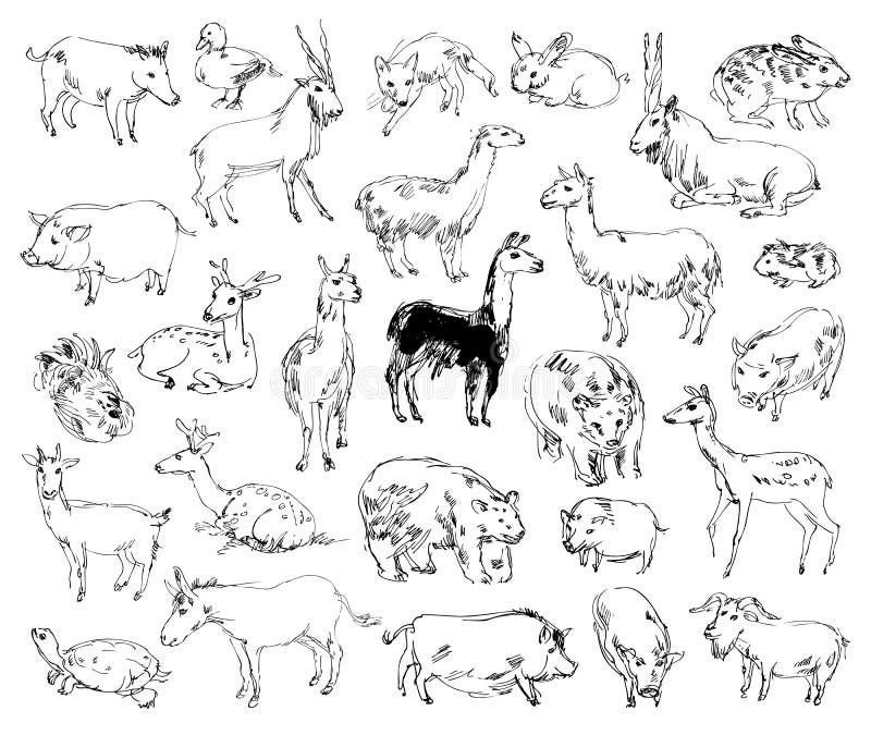 Wilde Tiere Zoo Set Von Hand Gezeichnet Vektor Abbildung Illustration Von Hand Wilde