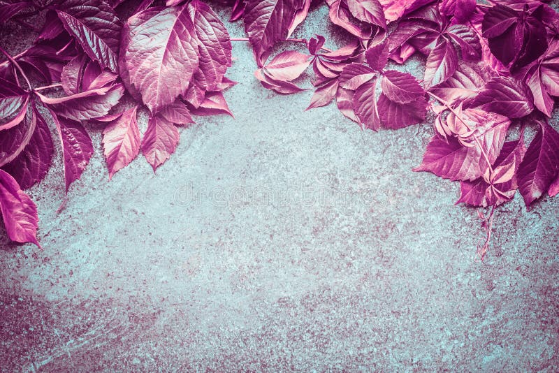 Wilde Trauben des schönen rosa Herbstes lässt das Verfassen auf dunklem Weinlesehintergrund, Draufsicht stockfotografie