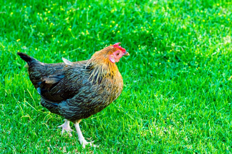 Wilde tropische rode junglefowlkip in aard op groene grasachtergrond Volledig - grootteportret Kleurrijke veren trillende levendi stock afbeeldingen Wilde tropische rode junglefowlkip in aard op groene grasachtergrond Volledig - grootteportret Kleurrijke veren trillende levendi stock afbeeldingen