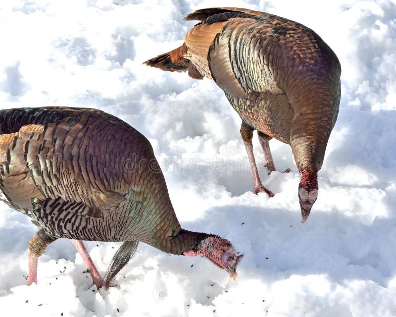 Wilde Truthahne In Michigan Usa Stockbild Bild Von Auge Gobble 117412205