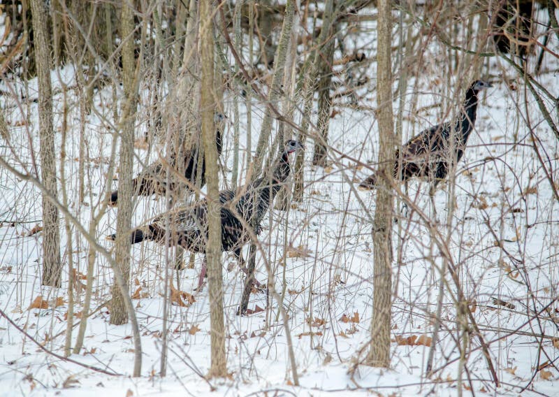 Wilde Truthahne In Michigan Usa Stockbild Bild Von Auge Gobble 117412205