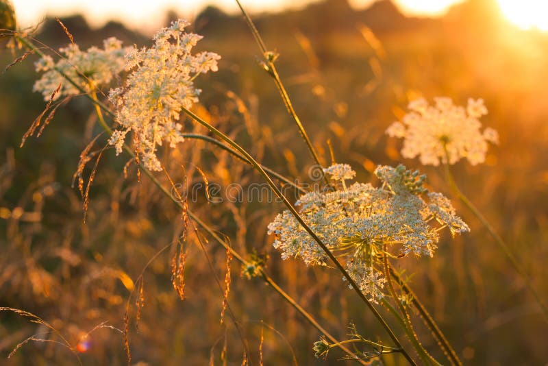 Wilde weide witte bloemen op zonsondergang lichte achtergrond stock afbeelding Wilde weide witte bloemen op zonsondergang lichte achtergrond stock afbeelding