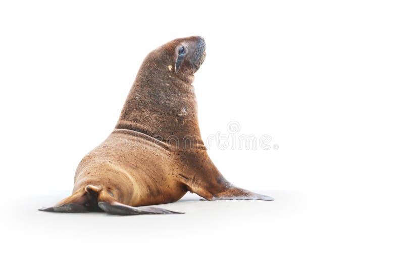 Wilde zeeleeuw op het strand stock afbeeldingen
