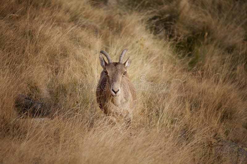 Spanish ibex (Capra pyrenaica victoriae), herbivorous young goat in habitat looking at the camera. Spanish ibex (Capra pyrenaica victoriae), herbivorous young goat in habitat looking at the camera.