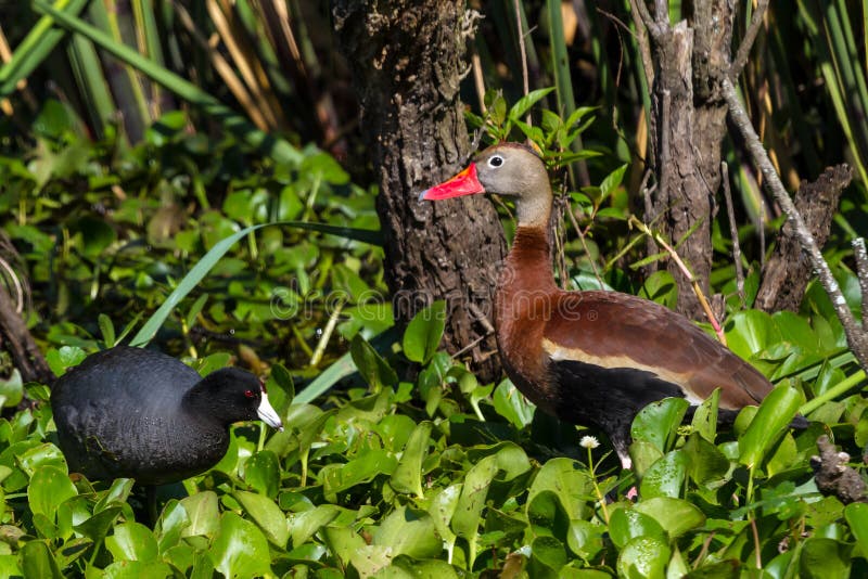 Wilde zwart-Doen zwellen het Fluiten Eenden die (Dendrocygna-autumnalis) in de Waterhyacint voeden met een Zwarte Koet. stock afbeeldingen Wilde zwart-Doen zwellen het Fluiten Eenden die (Dendrocygna-autumnalis) in de Waterhyacint voeden met een Zwarte Koet. stock afbeeldingen