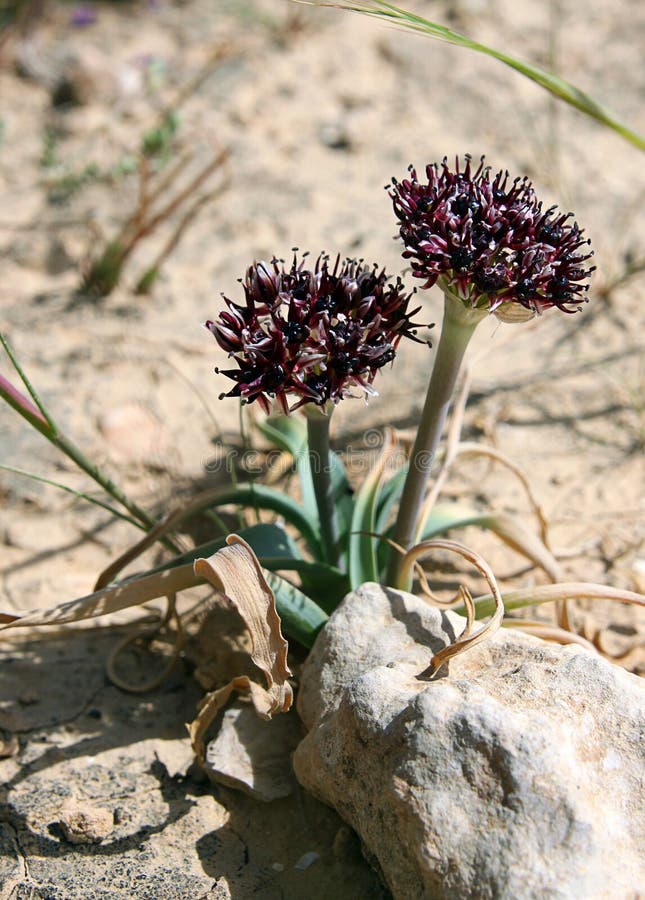 Wilde Zwiebeln stockfoto. Bild von blühen, blüte, blume 44520250