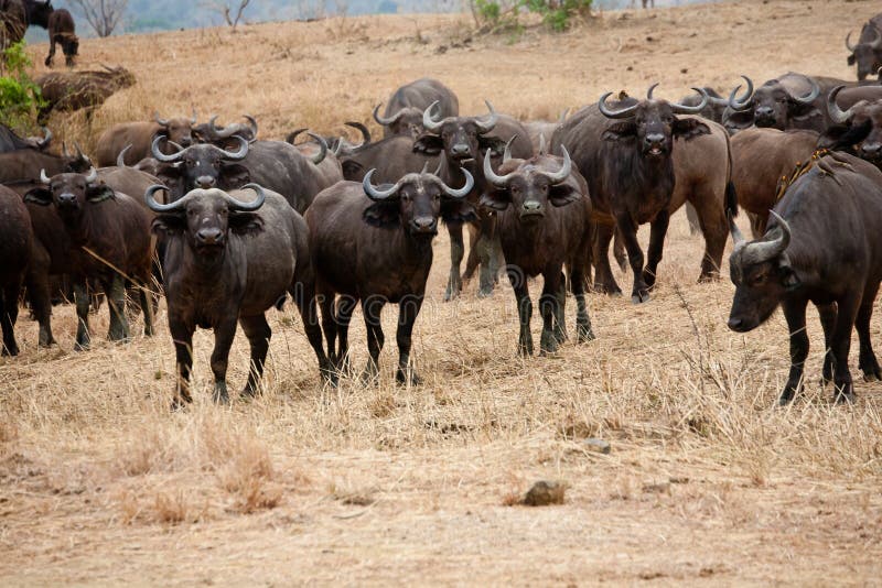 Wildebeest.