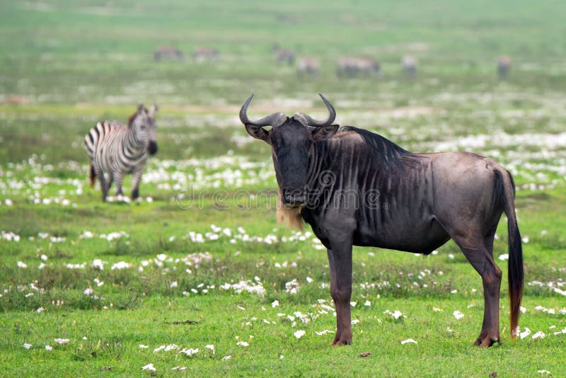 Wildebeest.