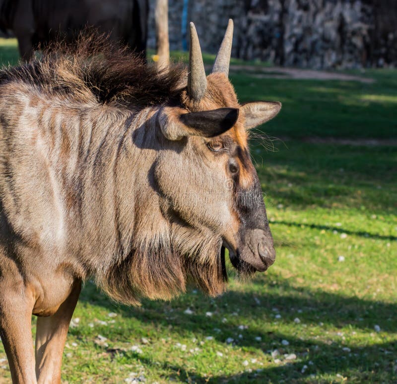 Wildebeest antelope in zoo stock photo Wildebeest antelope in zoo stock photo