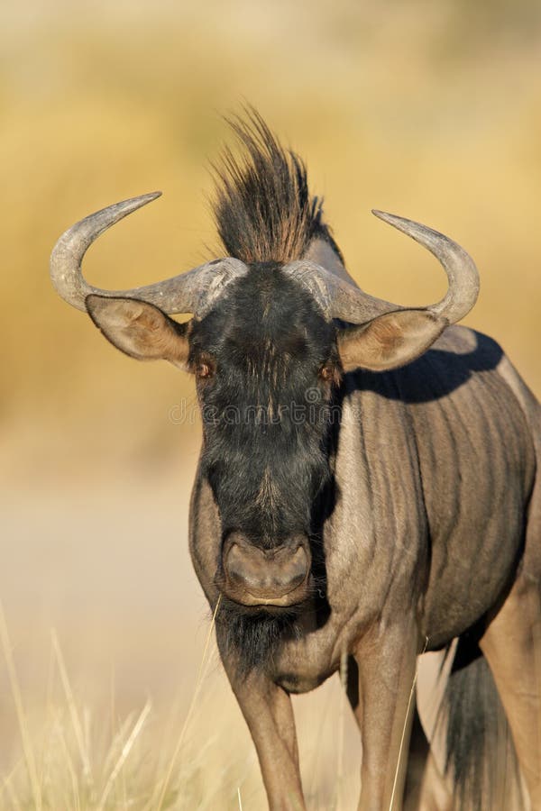 Wildebeest azul foto de stock royalty free Wildebeest azul foto de stock royalty free