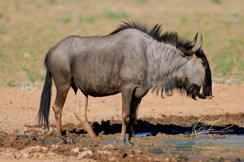 Wildebeest azul