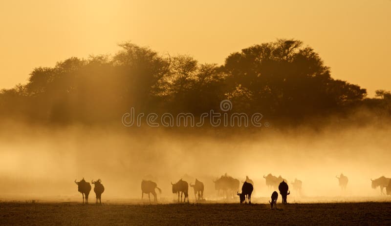Wildebeest azul na poeira imagem de stock Wildebeest azul na poeira imagem de stock