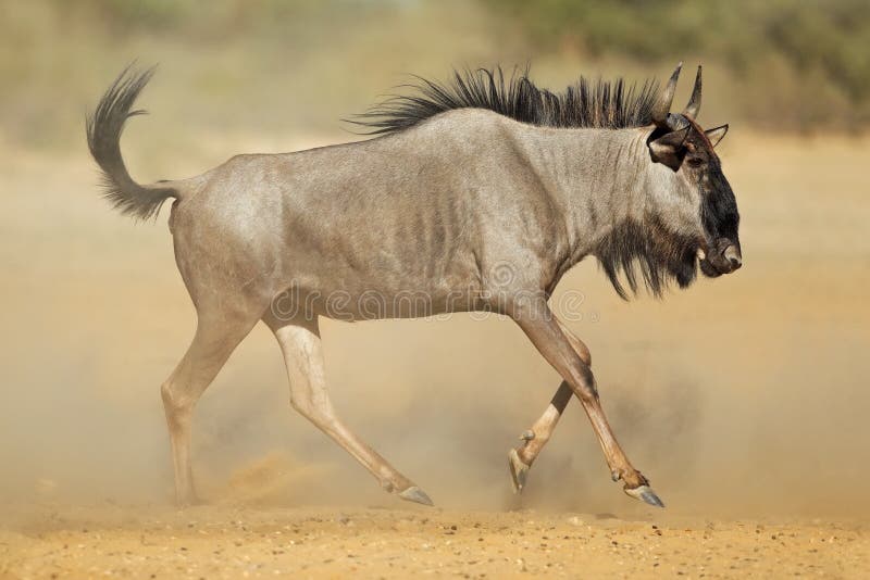 Wildebeest azul na poeira foto de stock royalty free Wildebeest azul na poeira foto de stock royalty free