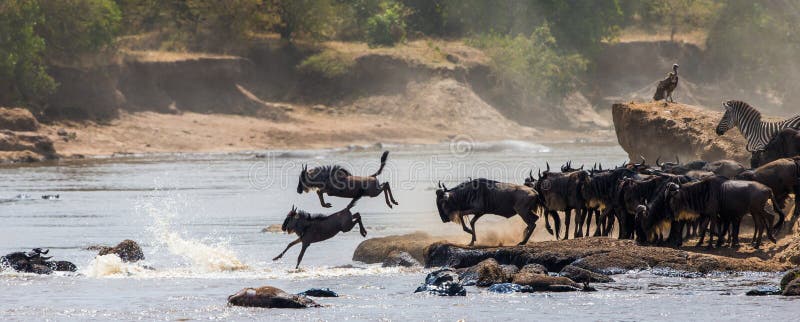 Wildebeest doskakiwanie w Mara rzekę wielka migracja Kenja Tanzania Masai Mara park narodowy