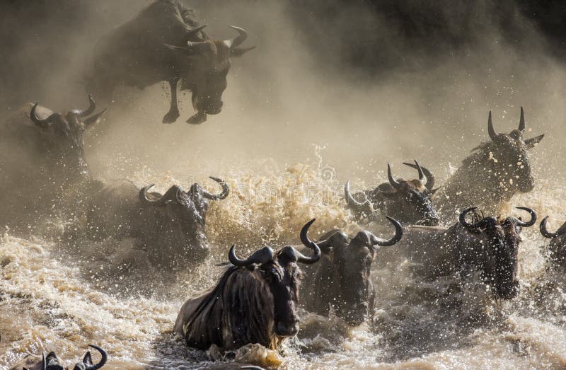 Wildebeest doskakiwanie w Mara rzekę wielka migracja Kenja Tanzania Masai Mara park narodowy