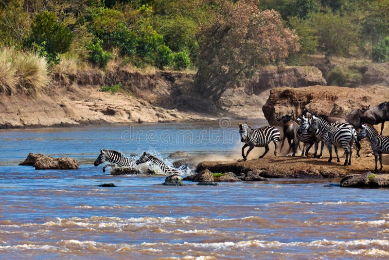 Gnu E Zebre Che Attraversano Il Fiume Mara Fotografia Stock - Immagine di animale, catena: 15611644