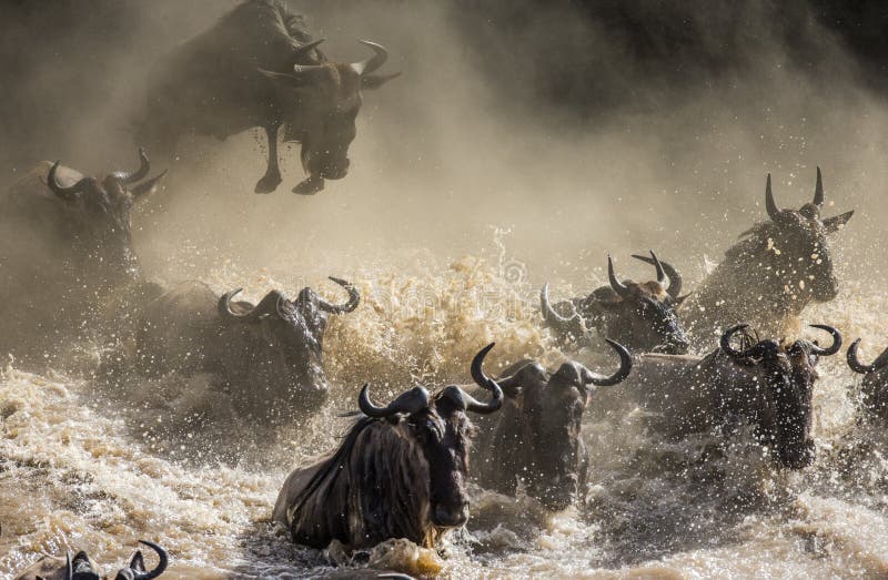 Wildebeest jumping into Mara River. Great Migration. Kenya. Tanzania. Masai Mara National Park. stock images Wildebeest jumping into Mara River. Great Migration. Kenya. Tanzania. Masai Mara National Park. stock images