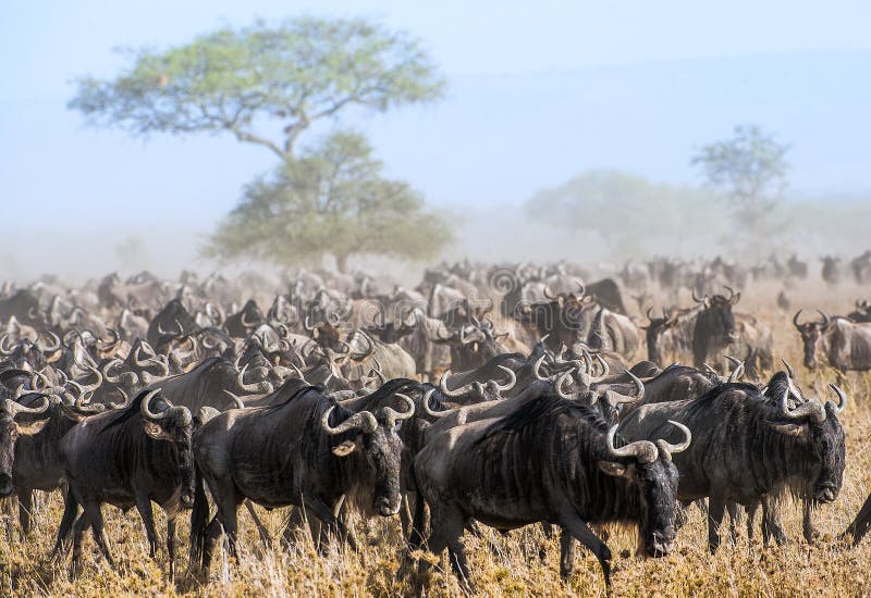 Wildebeest migration. The herd of migrating antelopes goes on dusty savanna. The wildebeests, also called gnus or wildebai, are a