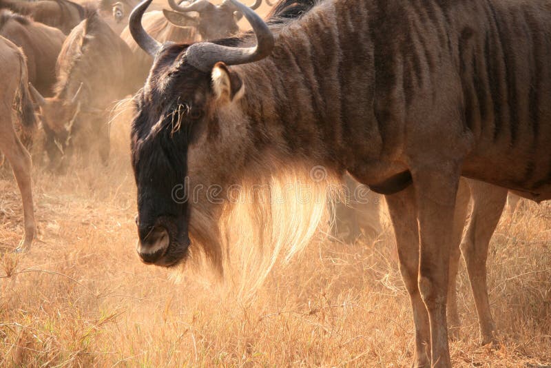 Wildebeest portrait