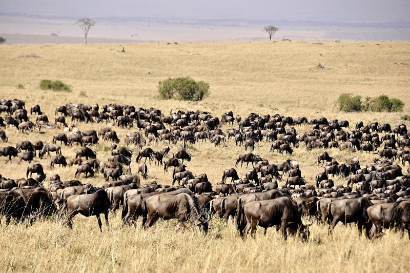 Wildebeest in safari masa-Mara in Kenia stock foto Wildebeest in safari masa-Mara in Kenia stock foto