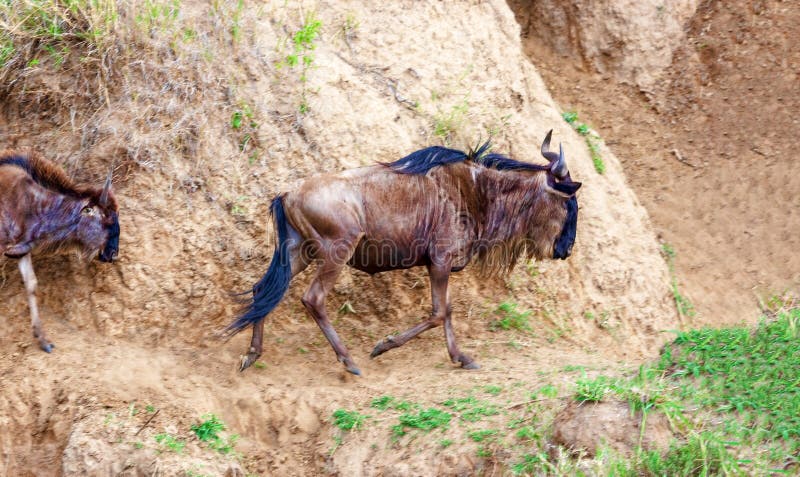 Wildebeest weidt op het gebied Kenia, een nationaal park stock afbeeldingen Wildebeest weidt op het gebied Kenia, een nationaal park stock afbeeldingen