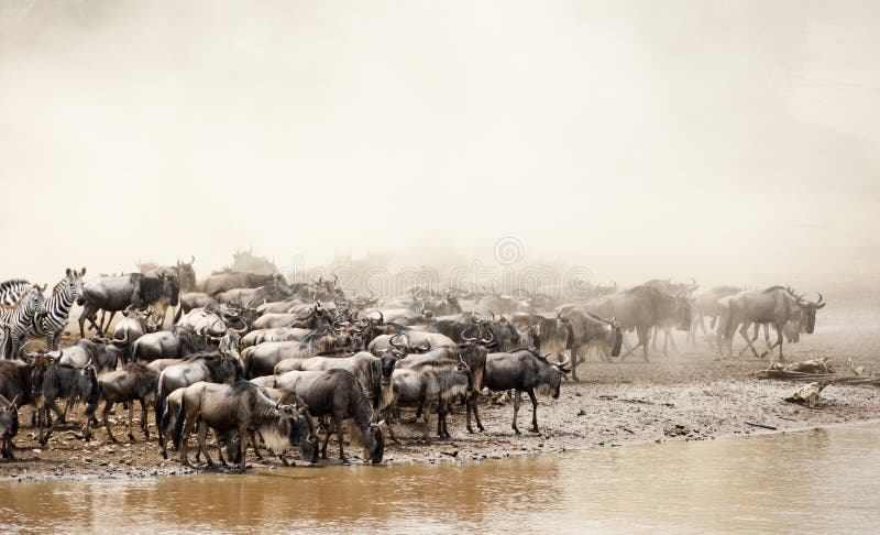 Wildebeest Wielki Przesiedleńczy Kenja