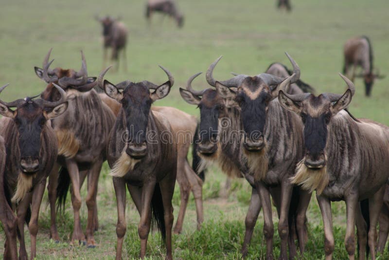 Wildebeest Wild Antelope Gnu