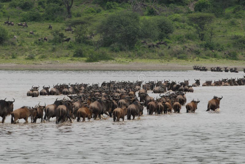 Wildebeests crossing a river in Ngorongoro