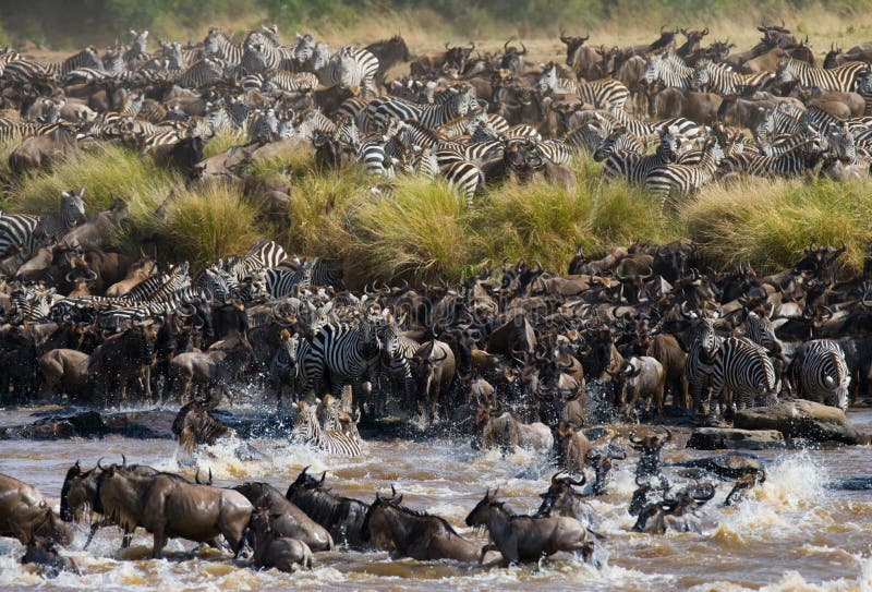 Wildebeests krzyżują Mara rzekę wielka migracja