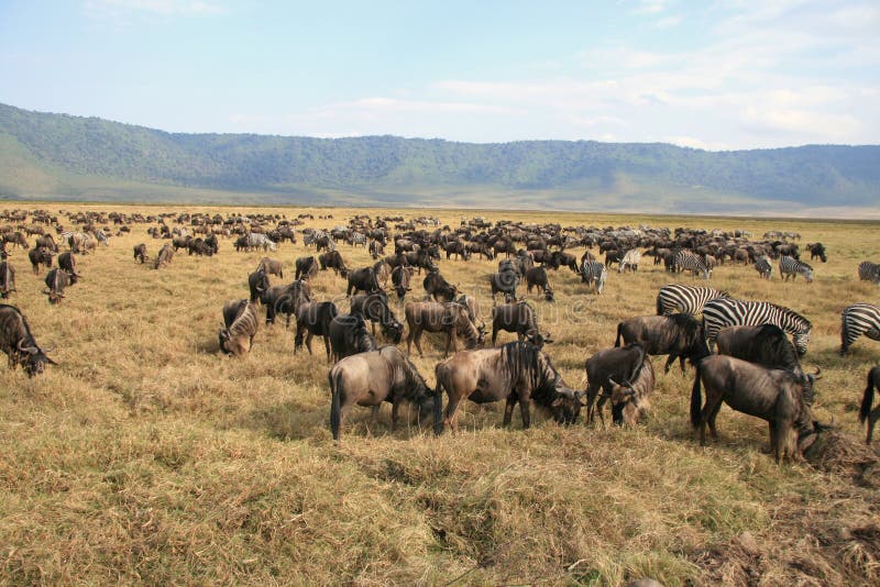 Wildebeests and zebras