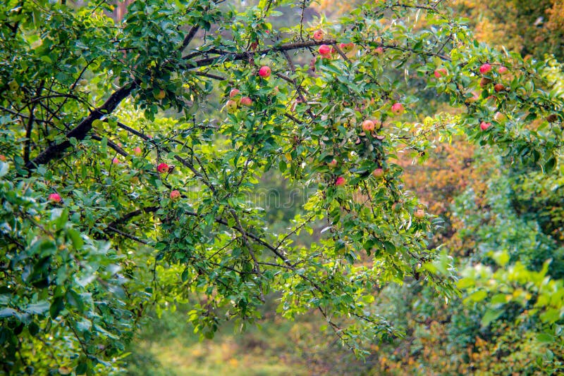 Wilder Apfelbaum im Fall mit Früchten stockbilder Wilder Apfelbaum im Fall mit Früchten stockbilder