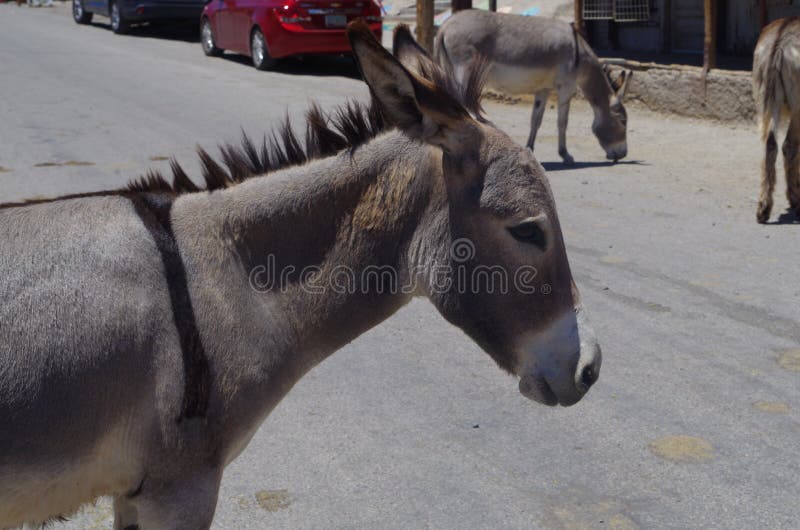 Wilder Esel stockfoto