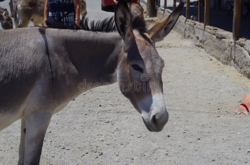 Wilder Esel lizenzfreie stockbilder