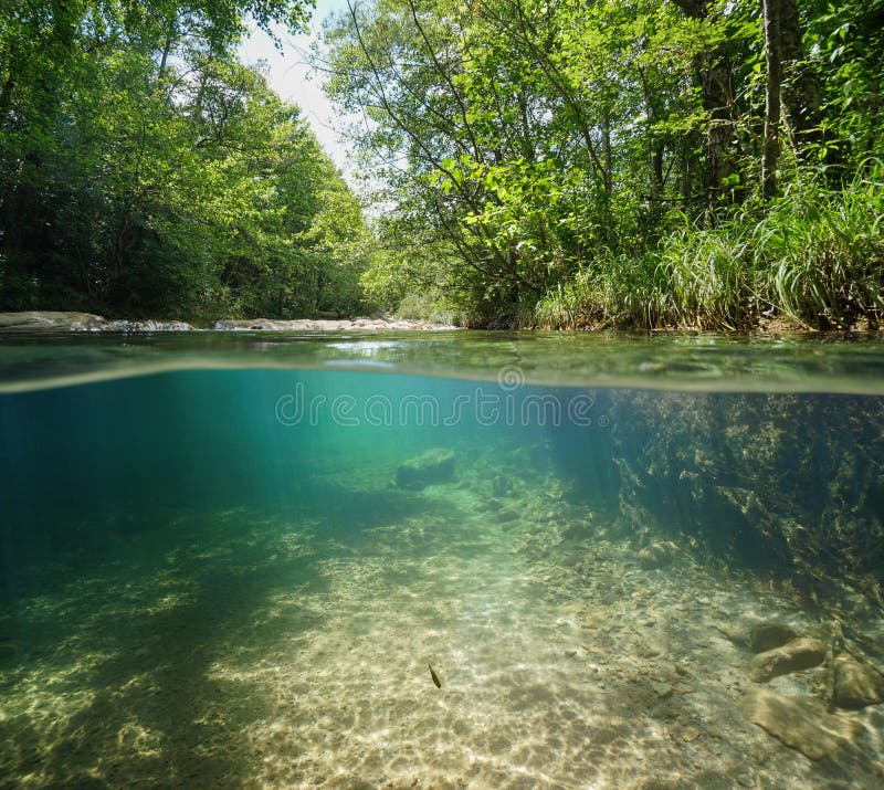 Wilder Fluss mit grüner Vegetation vorbei unter Wasser