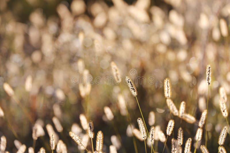 Wilder Fuchsschwanz-Gras-Hintergrund bei Autumn Sunrise stockfotos Wilder Fuchsschwanz-Gras-Hintergrund bei Autumn Sunrise stockfotos