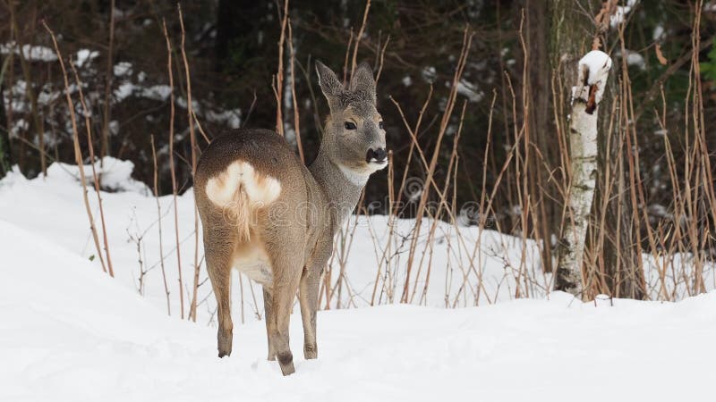 Wilder Hirsch in der Winternatur Capreolus capreolus