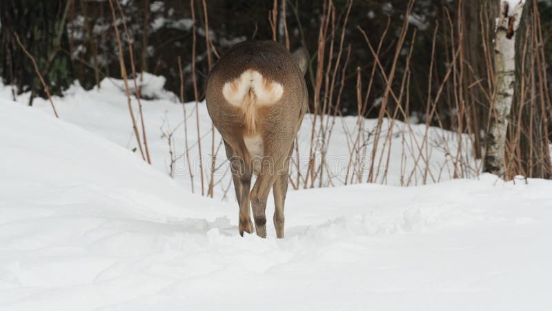 Wilder Hirsch in der Winternatur Capreolus capreolus