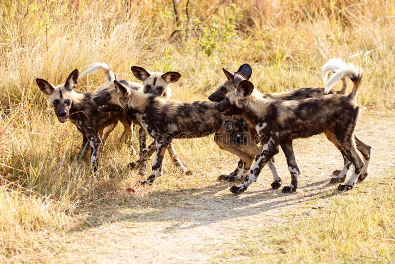 Wilder Hund OkavangoDelta Moremi N P Stockbild Bild von