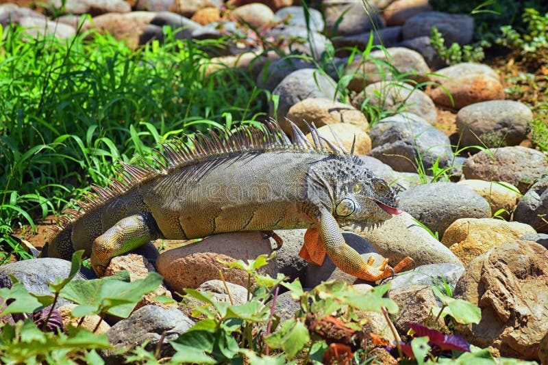 Wilder Leguan, der Pflanzenblätter aus einem Kräutergarten in Puerto Vallarta Mexiko heraus isst Ctenosaura-pectinata, allgemein stockfoto Wilder Leguan, der Pflanzenblätter aus einem Kräutergarten in Puerto Vallarta Mexiko heraus isst Ctenosaura-pectinata, allgemein stockfoto