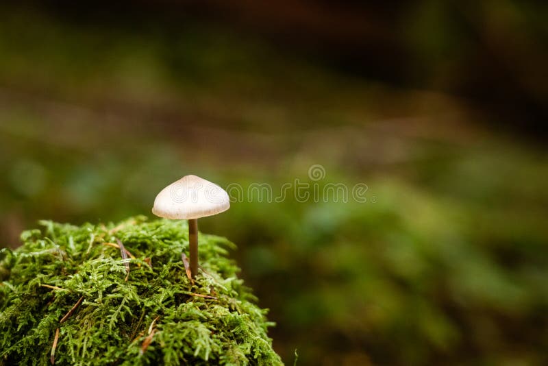 Wilder Magic Mushroom-Pilz lokalisierte lizenzfreie stockbilder Wilder Magic Mushroom-Pilz lokalisierte lizenzfreie stockbilder