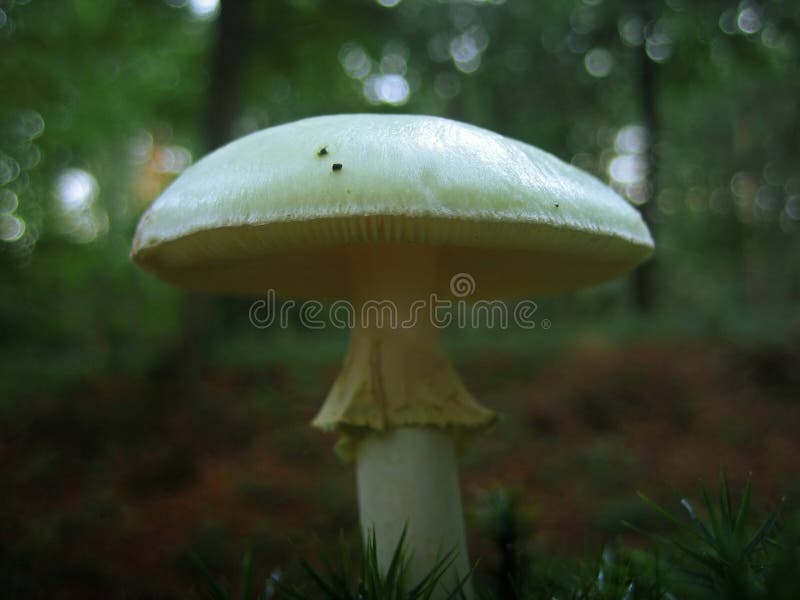 Wilder Pilz stockfoto Wilder Pilz stockfoto