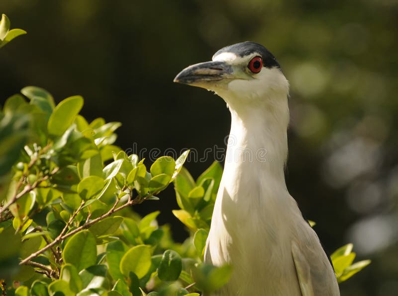 Wilder Reiher in Florida lizenzfreie stockbilder Wilder Reiher in Florida lizenzfreie stockbilder