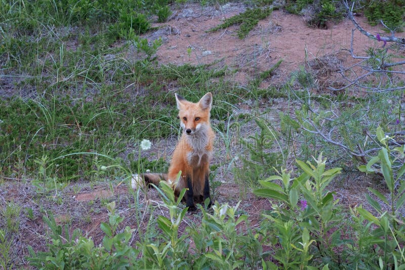 Wilder Roter Fuchs, Der Unter Dem Gras Sitzt Stockbild - Bild von raub