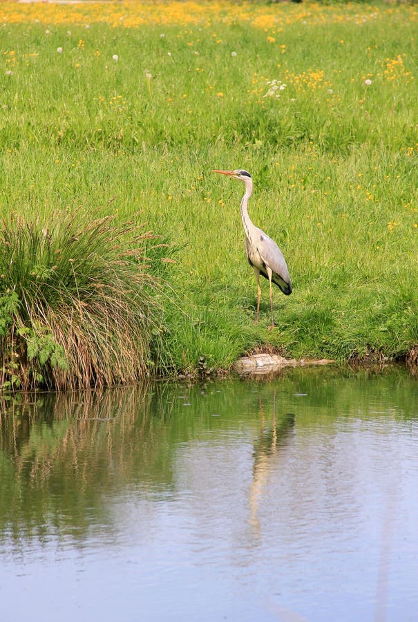 Wilder silberner Reiher, reflektierend in einem Teich lizenzfreie stockfotografie Wilder silberner Reiher, reflektierend in einem Teich lizenzfreie stockfotografie