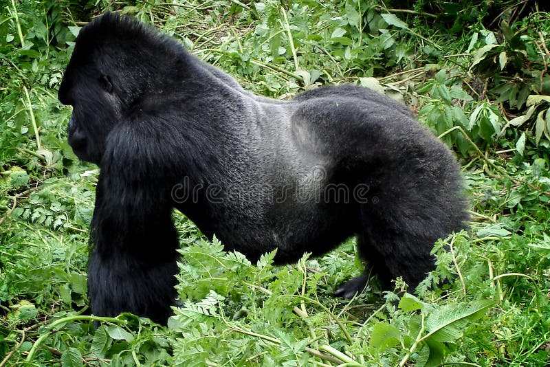 Powerful silverback mountain gorilla in its natural habitat in Parc National des Volcans (Volcanoes National Park) in Rwanda. Powerful silverback mountain gorilla in its natural habitat in Parc National des Volcans (Volcanoes National Park) in Rwanda.