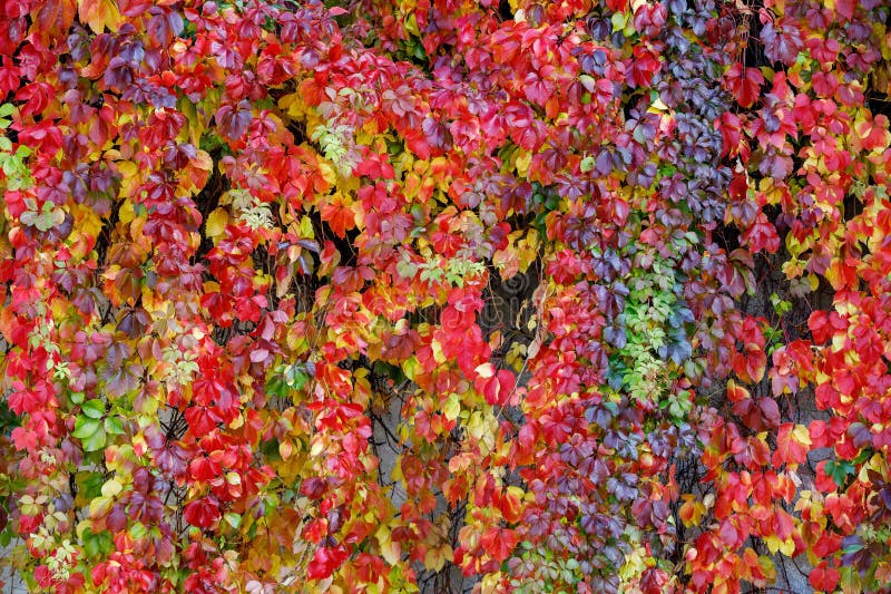 Beautiful jagged red leaves of Parthenocissus quinquefolia in sunny day. Autumn background. Background,texture of autumn bright colorful leaves of Parthenocissus. Beautiful jagged red leaves of Parthenocissus quinquefolia in sunny day. Autumn background. Background,texture of autumn bright colorful leaves of Parthenocissus