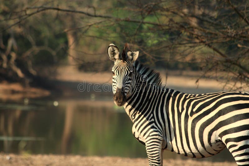 Wilder Zebra