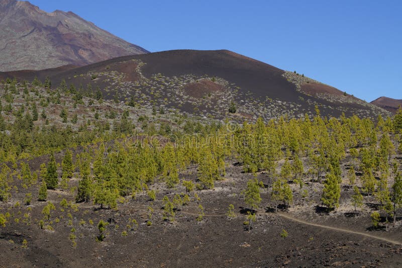 Wilderness, Vegetation, Mountain, Shrubland Picture. Image 124940218